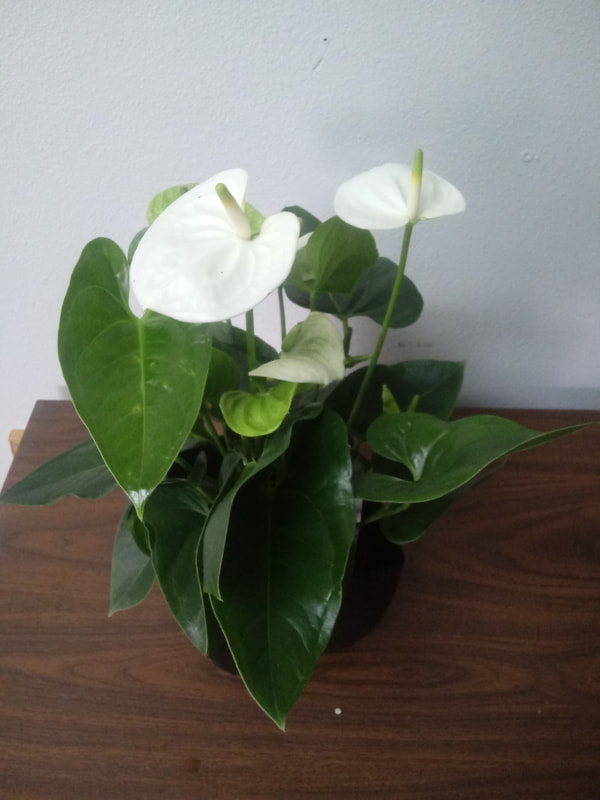 White Anthurium